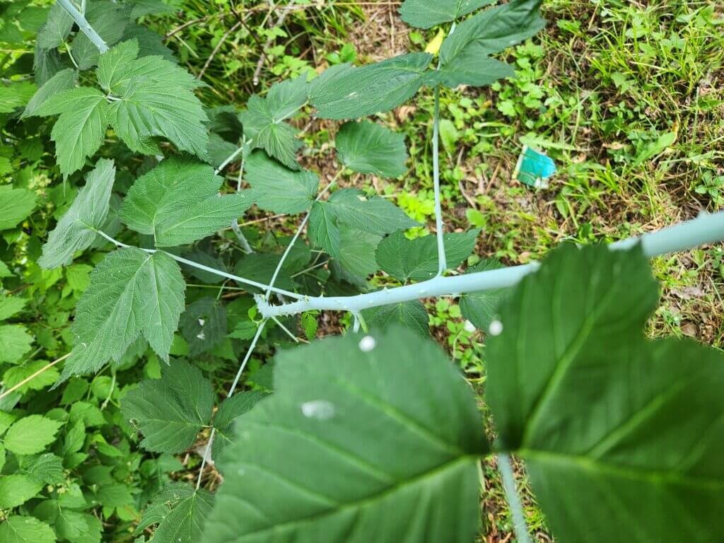 Wild Black Raspberry Floricane