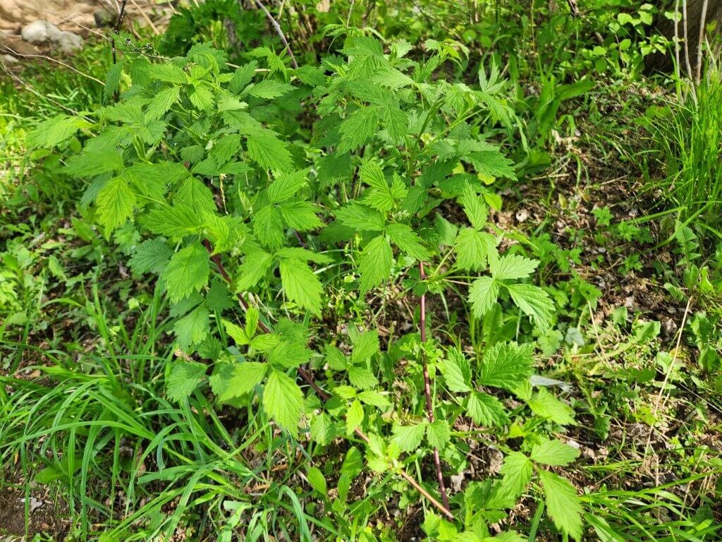Wild Black Raspberry Plant Foliage