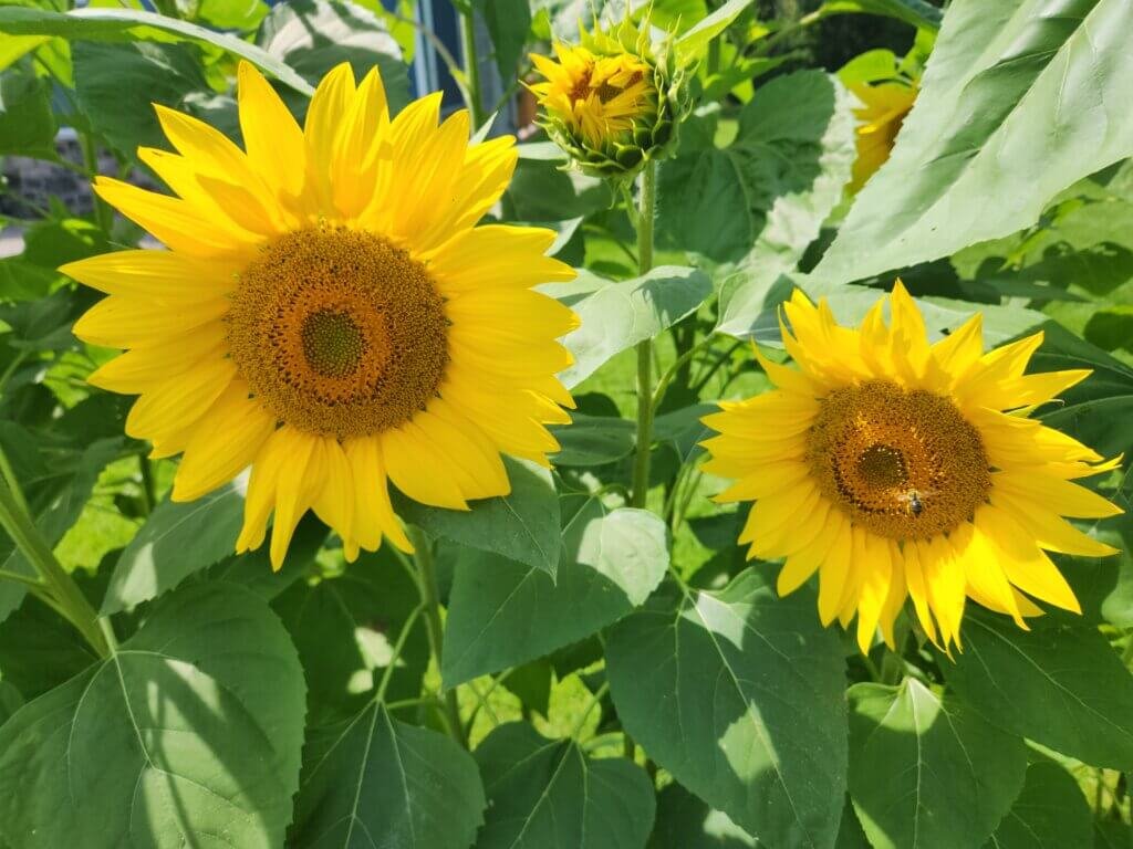 Bunches of Sunflower