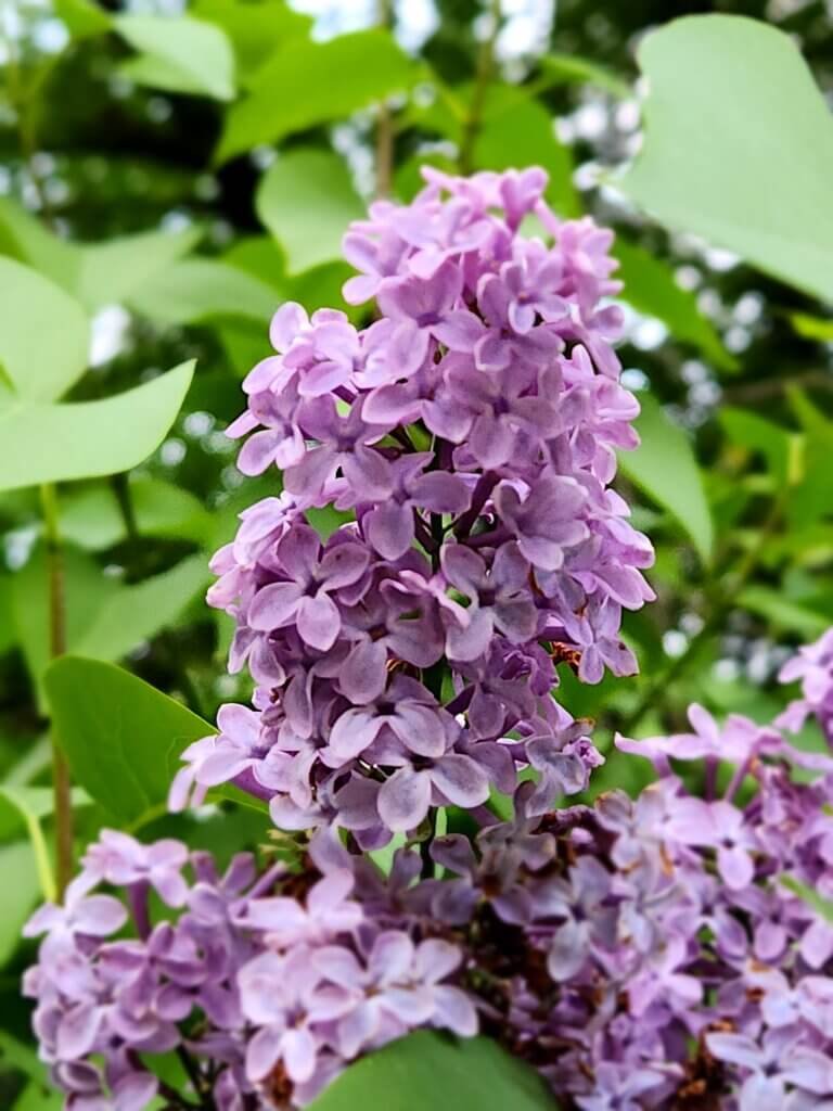 Close-Up of Blooming Lilac Flowers in Spring
