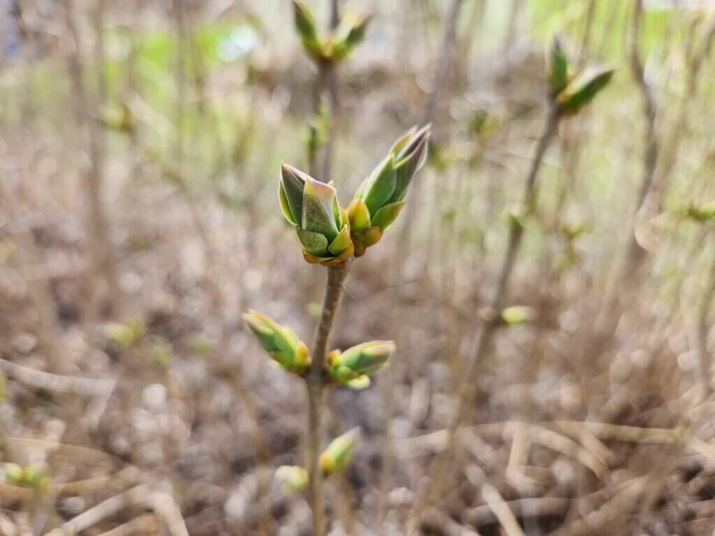 Early Season Budding Lilac Bush