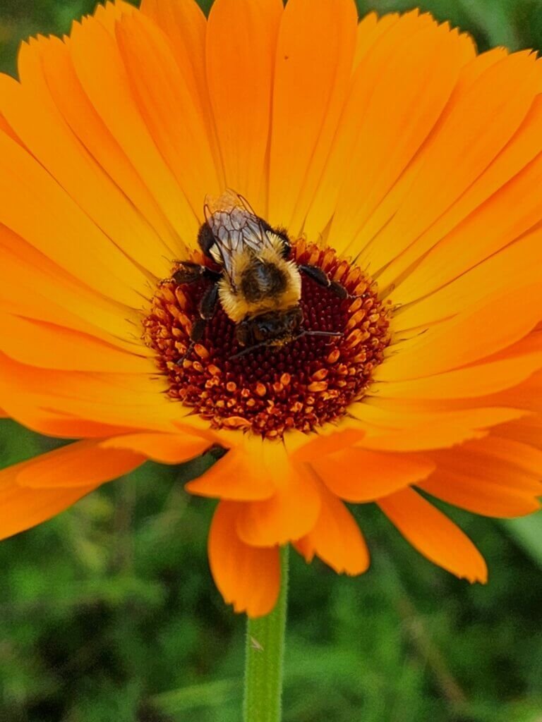 Honey bee on a calendula flower