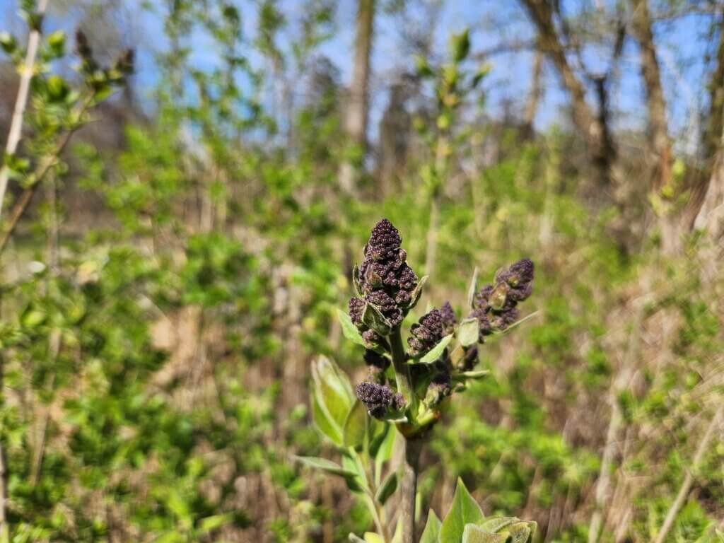 Lilac Flowers About to Grow and Bloom
