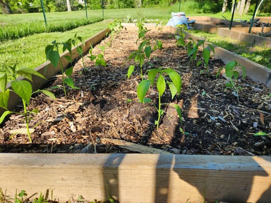 Pepper plants transplanted into a raised garden bed in June zone 5b