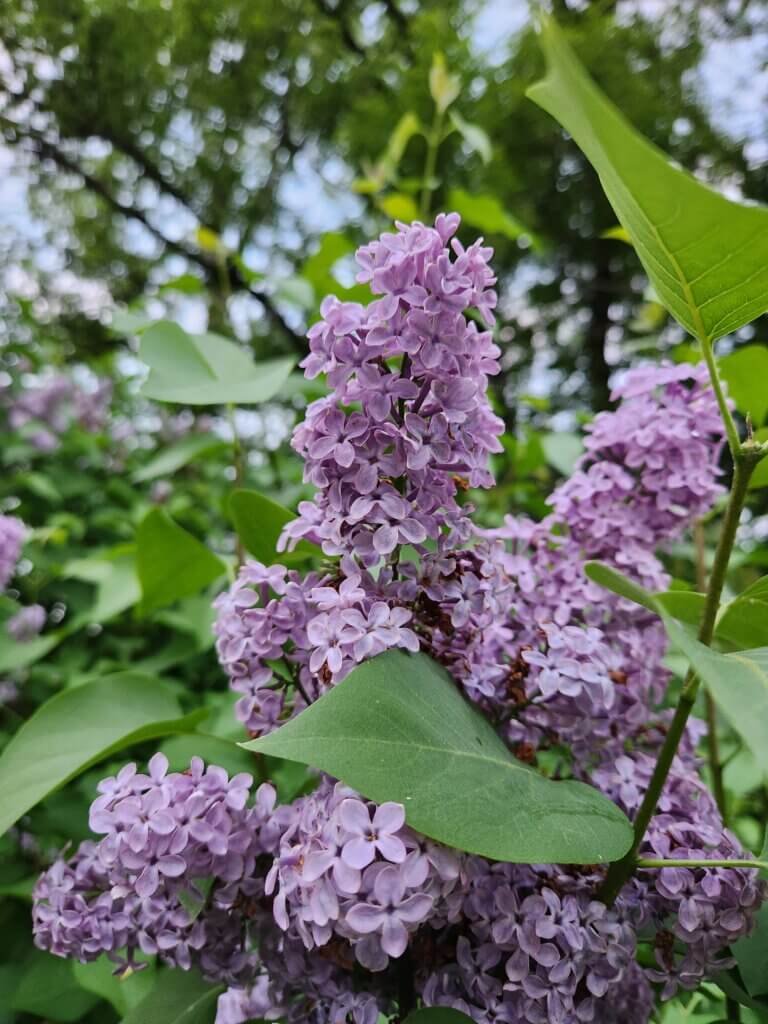 Purple Lilac Bushes