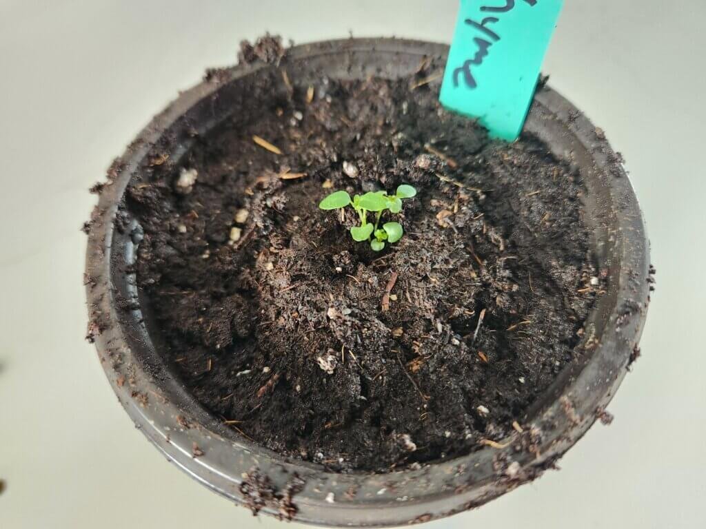 Thyme Seedlings Growing