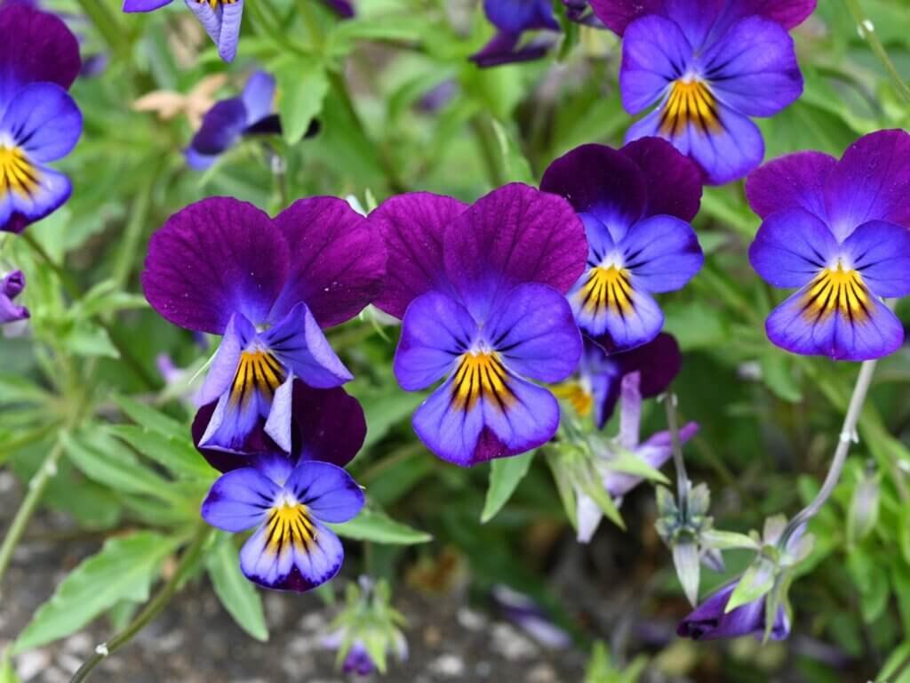Violas