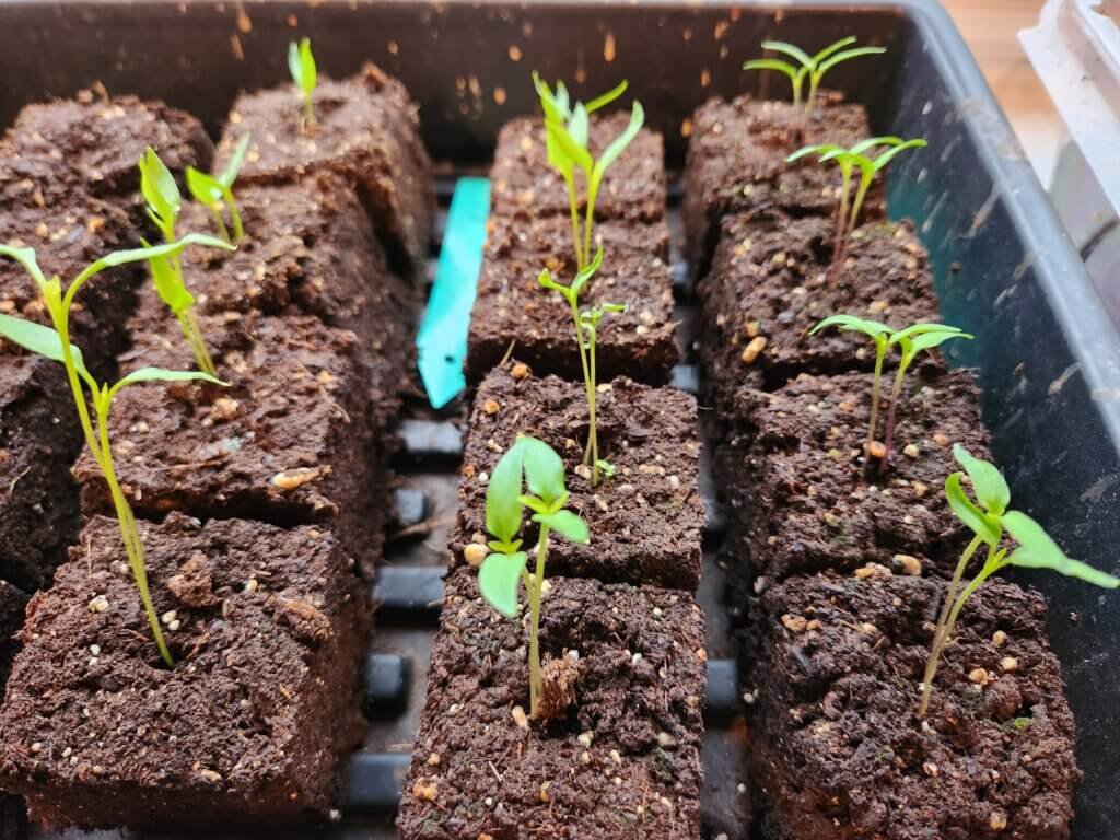 pepper seedlings growing indoors in soil blocks in early stages