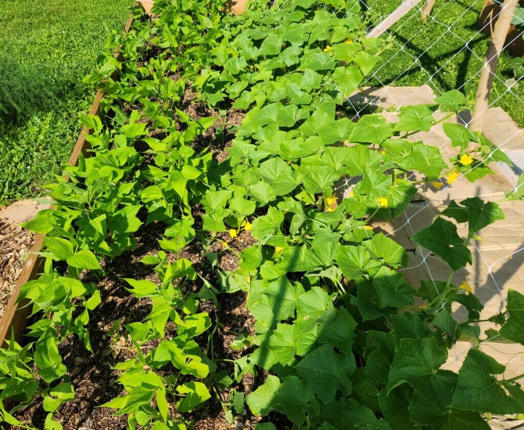 beans and cucumbers growing together in a raised garden bed companion planting