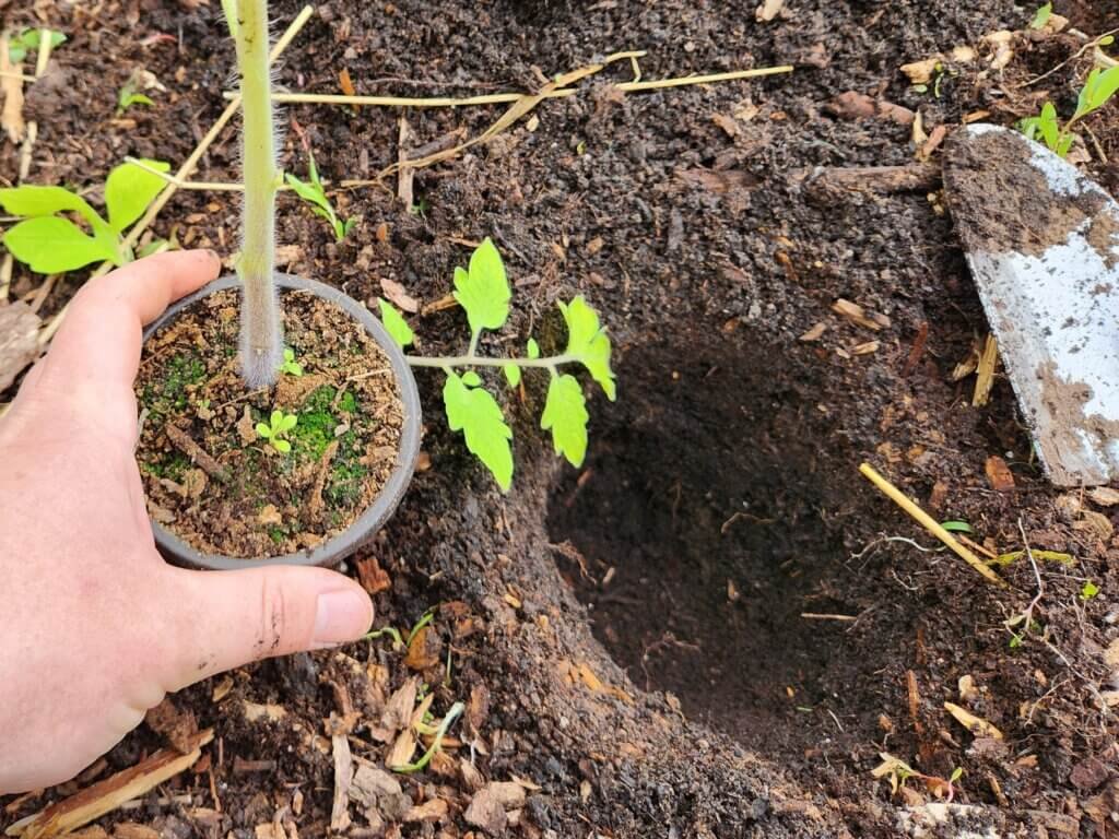 Close up of garden soil around tomato plant showing planting conditions