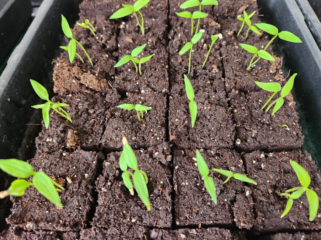 pepper seedlings growing in soil blocks indoors in zone 5b