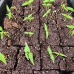 pepper seedlings growing in soil blocks indoors in zone 5b