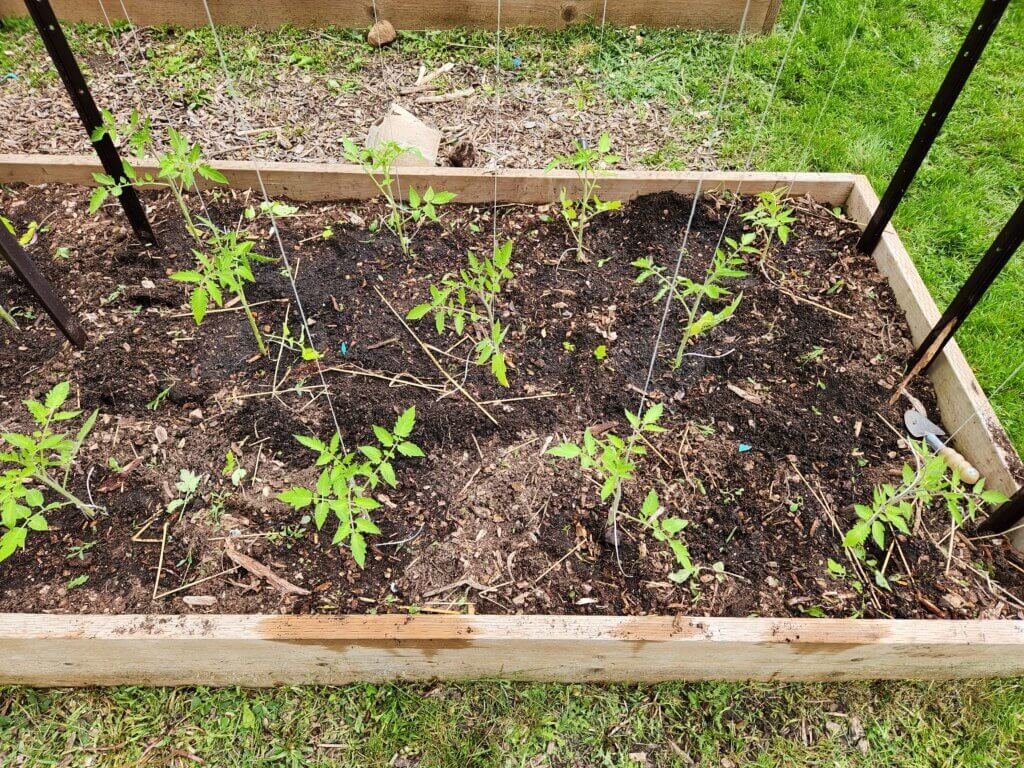 Tomato plants spaced in raised garden bed in early growing season