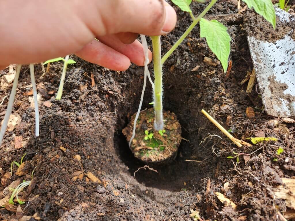 Lowering tomato seedling into deep planting hole in garden soil