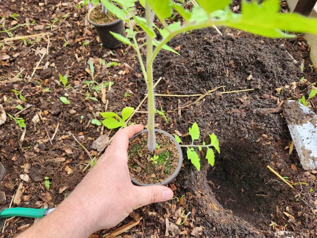 Transplanting tomato seedlings into garden soil in Zone 5b after last frost