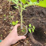 Transplanting tomato seedlings into garden soil in Zone 5b after last frost