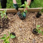 planting vegetable seedlings in raised garden bed zone 5b