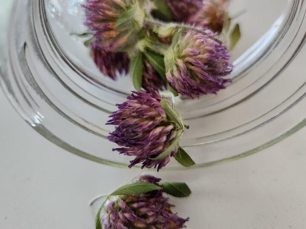 Dried Red Clover Falling Out of Jar