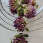 Dried Red Clover Falling Out of Jar