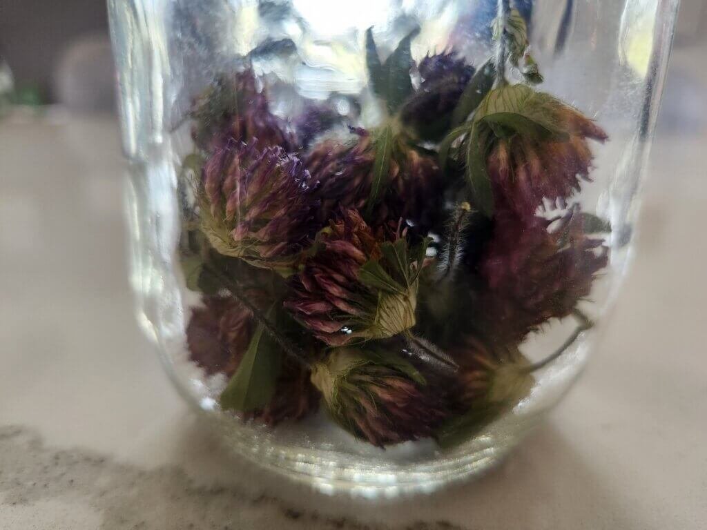 Dried Red Clover in a Jar