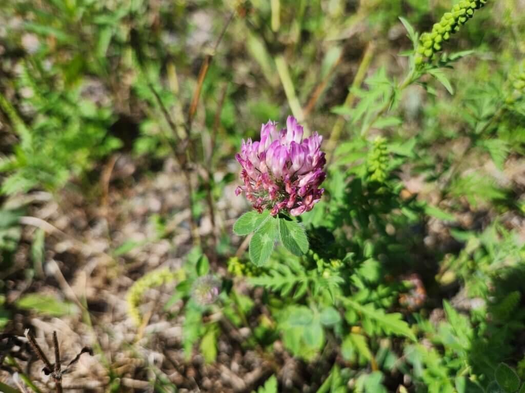 Red Clover Growing in the ground