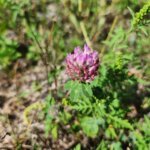 Red Clover Growing in the ground