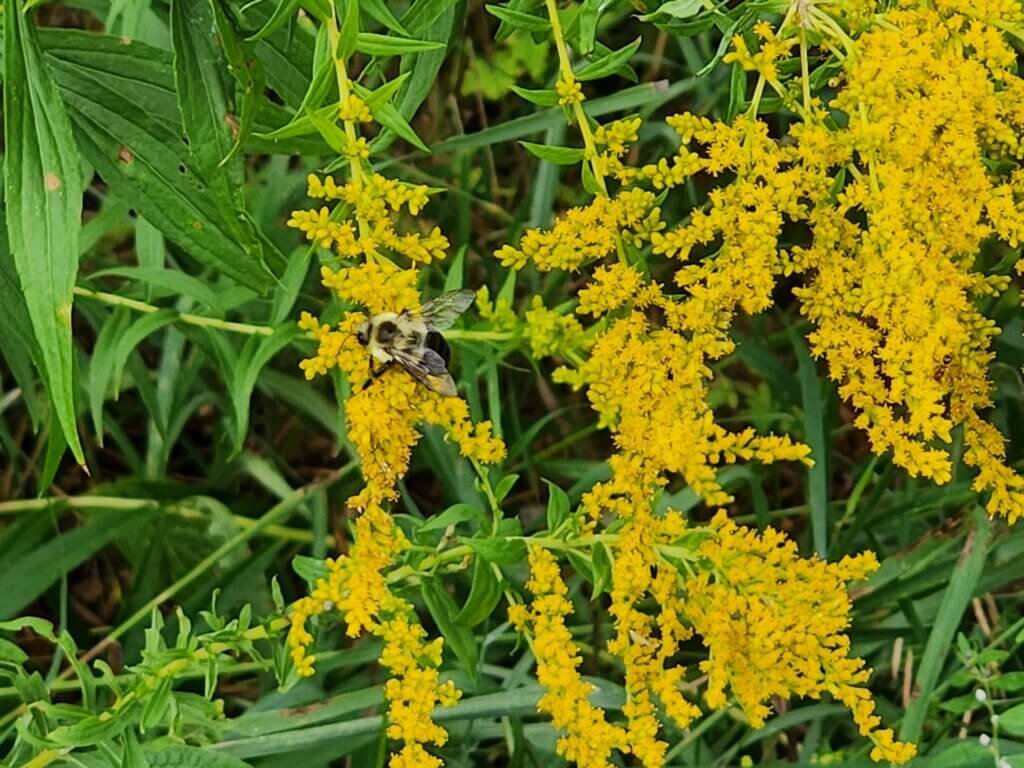 Goldenrod plant in bloom with a bee, commonly used as a medicinal herb in Zone 5 gardens