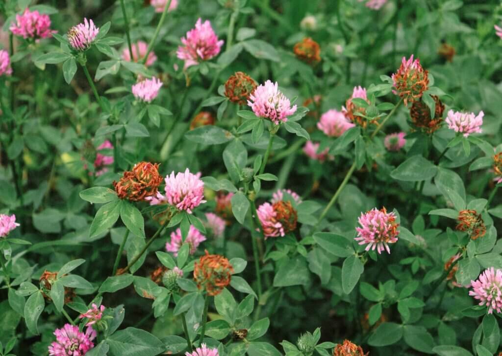 red clover patch