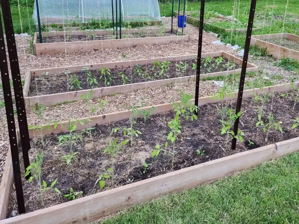 Zone 5 raised bed with young tomato plants and trellis system in late spring