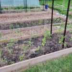 Zone 5 raised bed with young tomato plants and trellis system in late spring