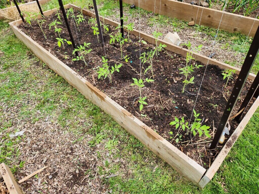 Zone 5 tomato plants newly transplanted into raised bed with trellis support
