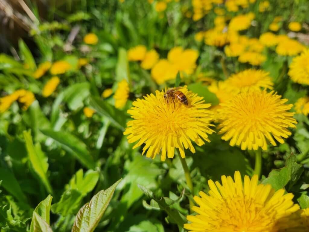 Bee on Dandelion Patch