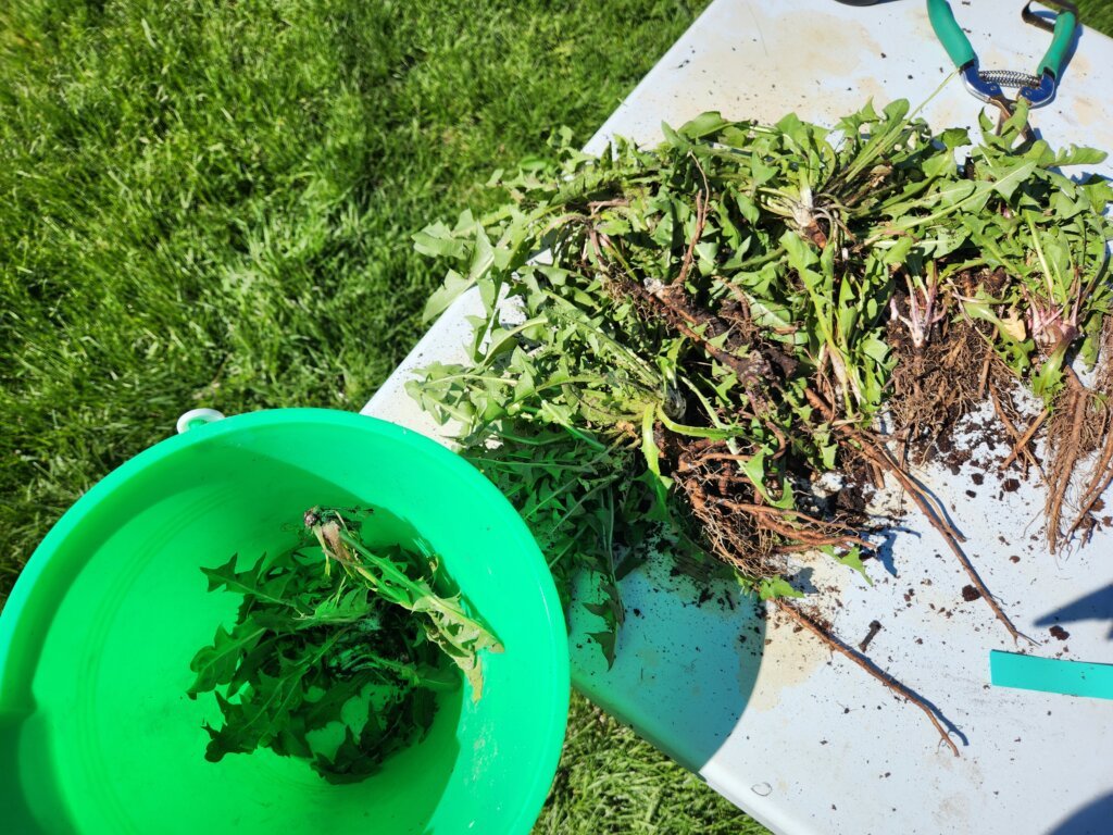 Dandelion Plant Harvested Greens Going to Chickens
