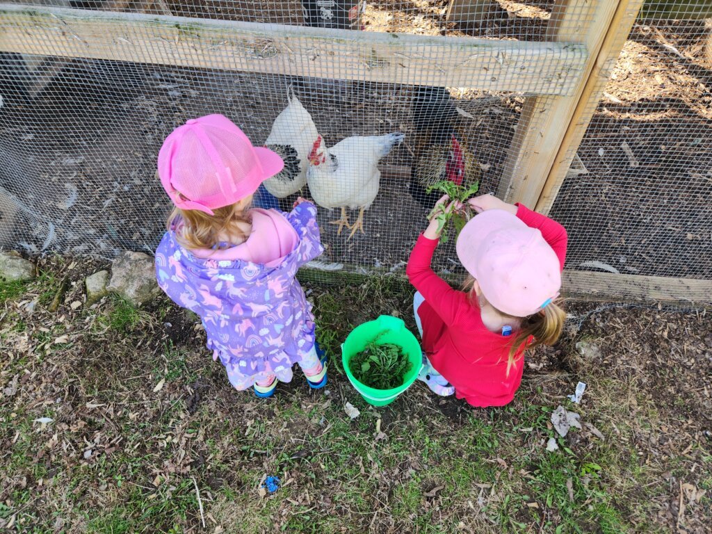 Feeding Dandelion Plant Greens to Chickens