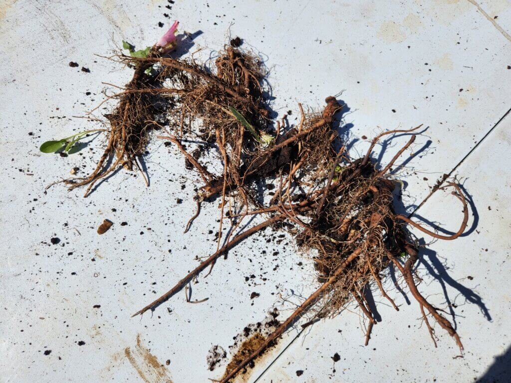 Fresh Dandelion Roots Still Dirty with Soil