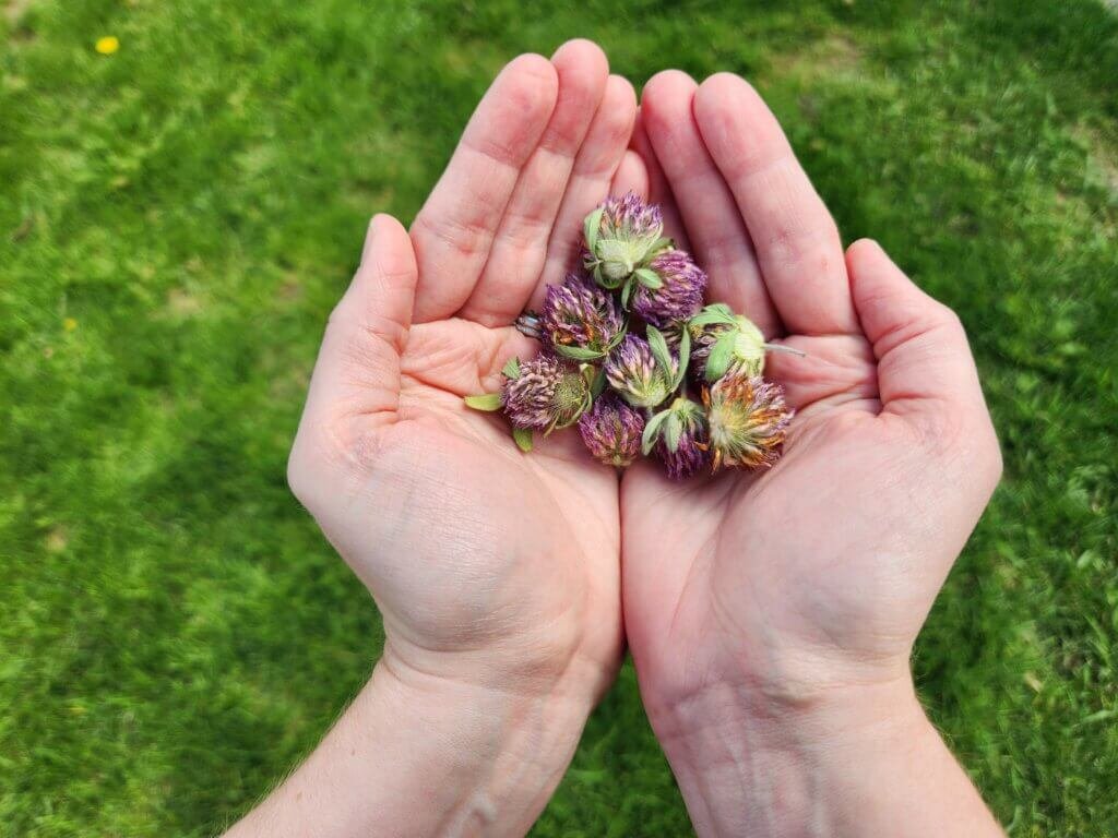 Hands Holding Red Clover Flowers