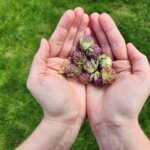 Hands Holding Red Clover Flowers