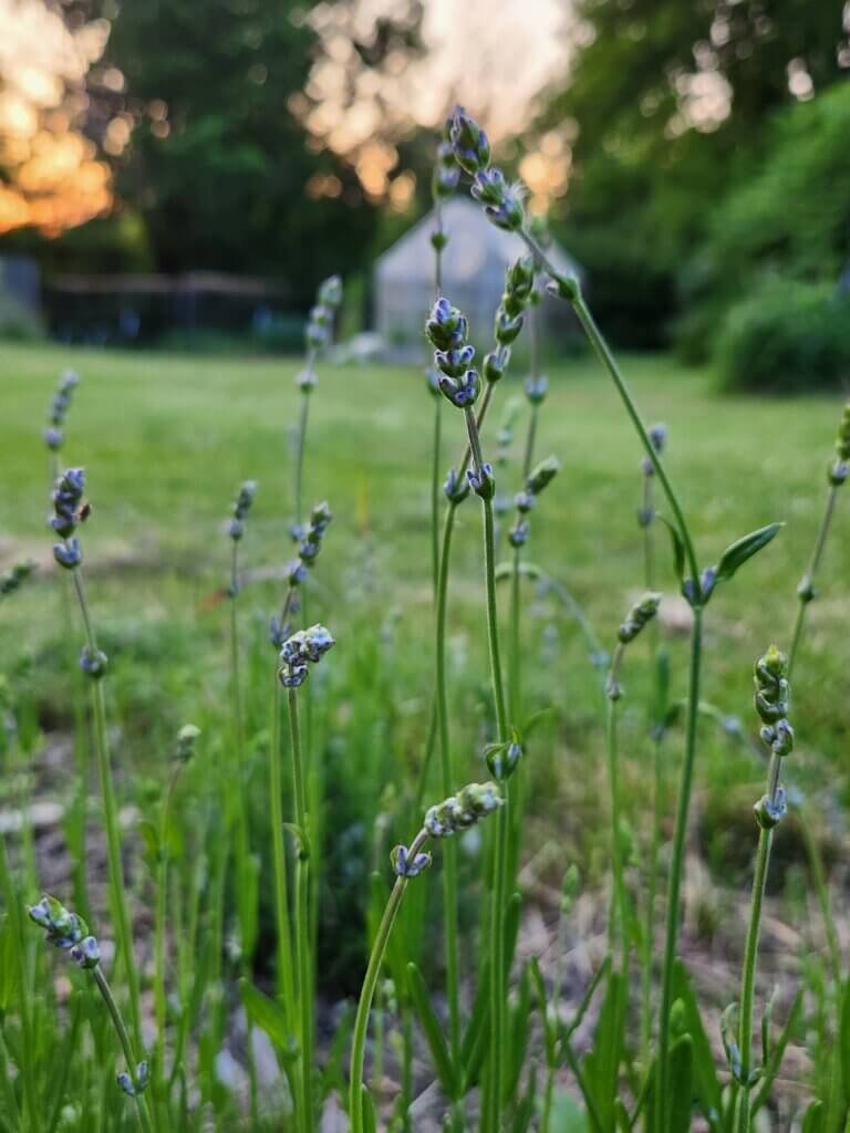 Lavender Buds at Twilight