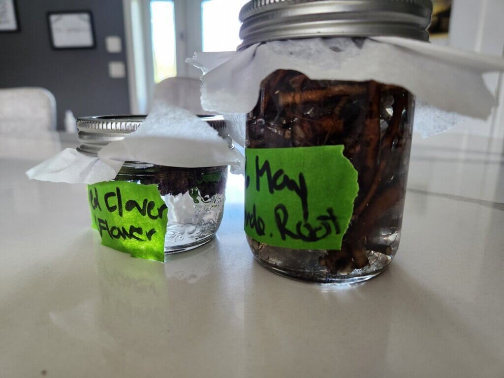 Red Clover and Dandelion Root Tinctures Prepared and Steeping