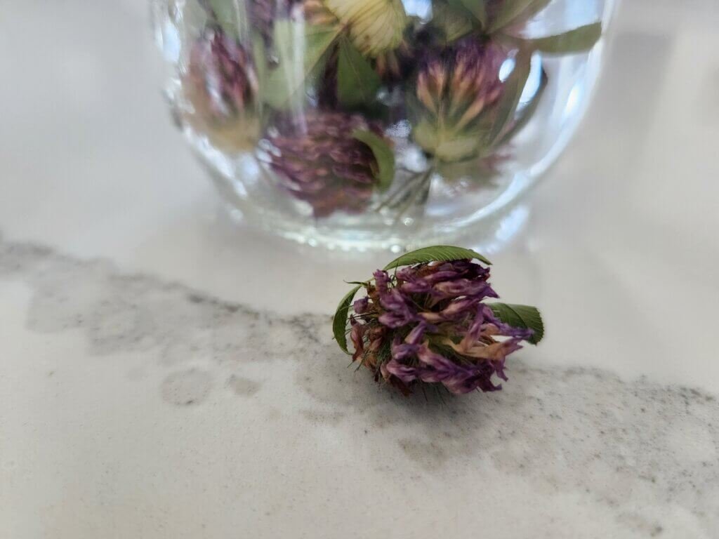 Single Dried Red Clover Flower