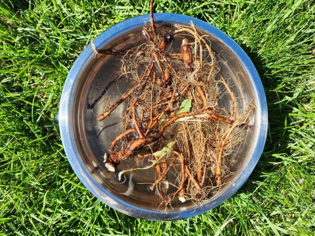 Washed Dandelion Roots
