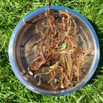 Washed Dandelion Roots