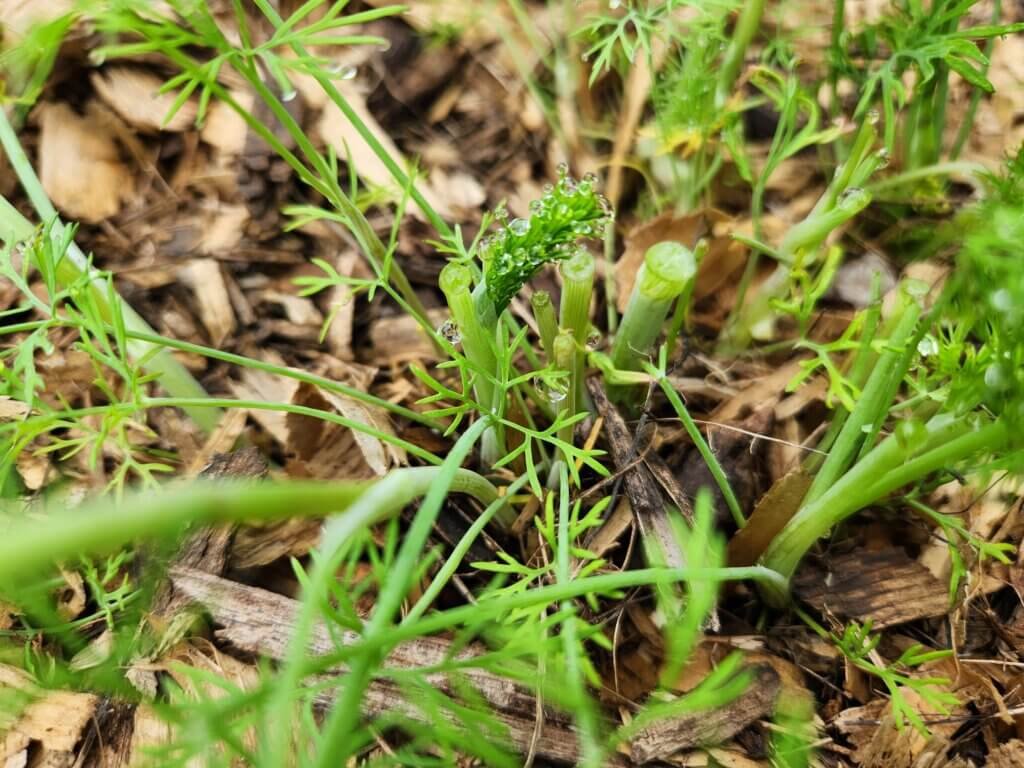6inch Dill Plants Harvested At Base