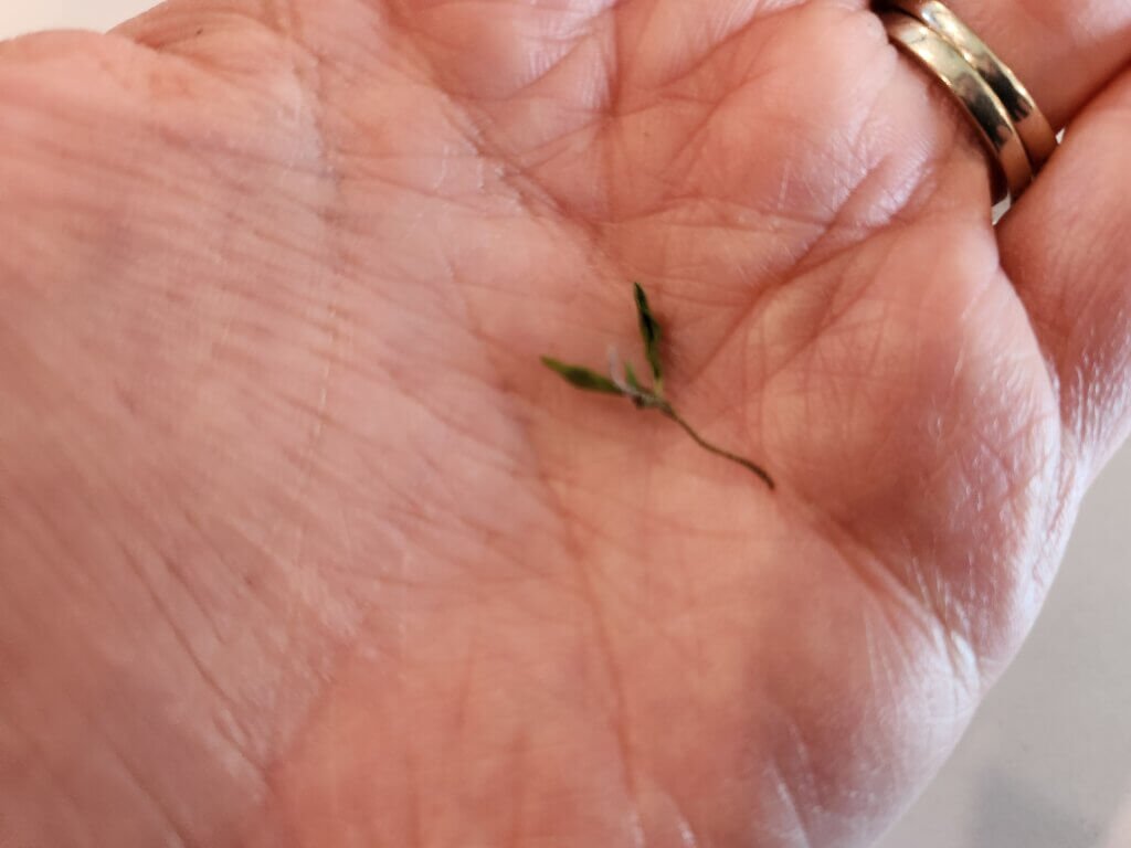 Dried Thyme on a Stem