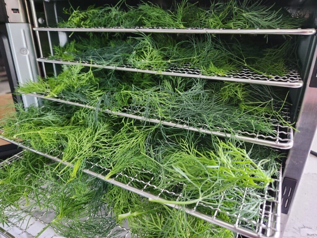 Fresh dill going into the dehydrator