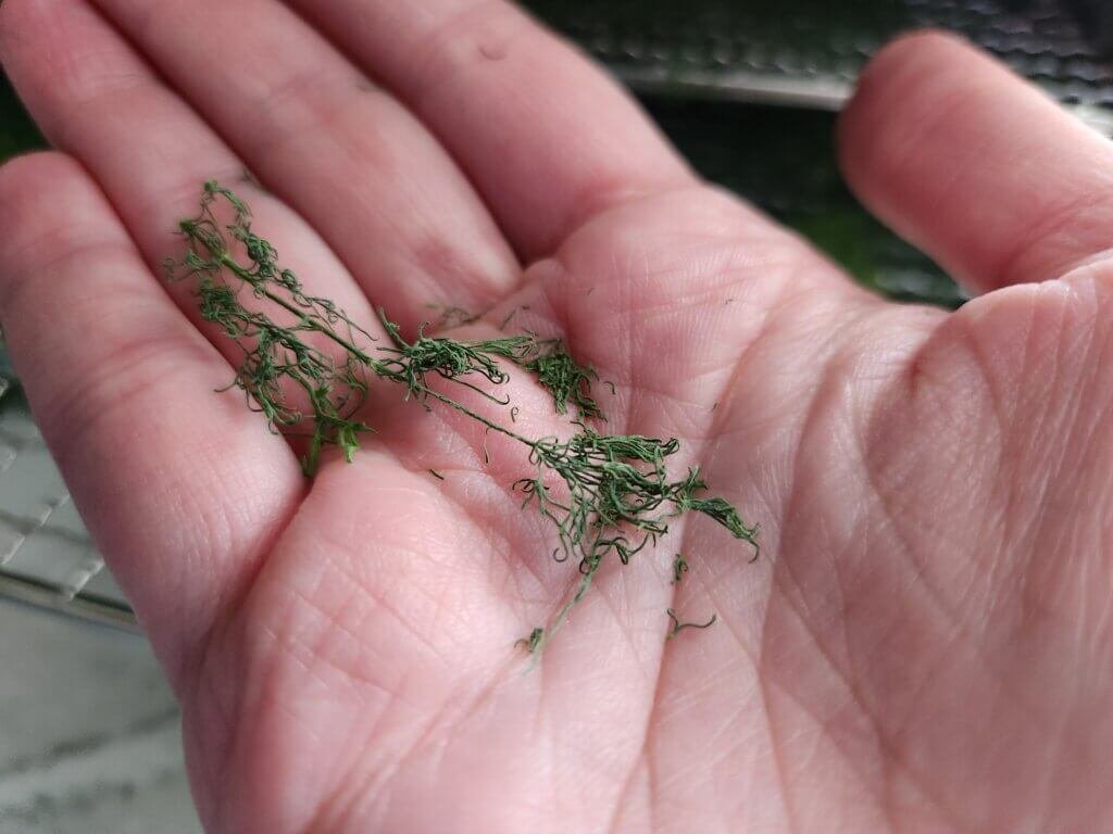 Freshly Dried Dill from the Dehydrator