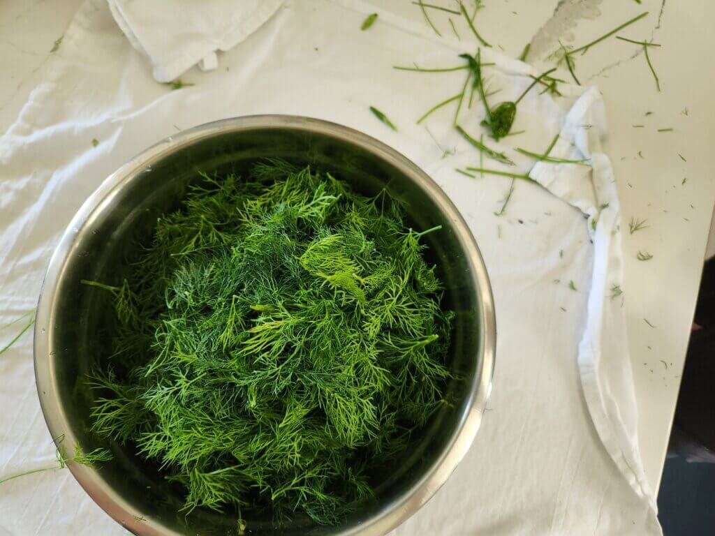 Freshly Harvested Dill in Bowl