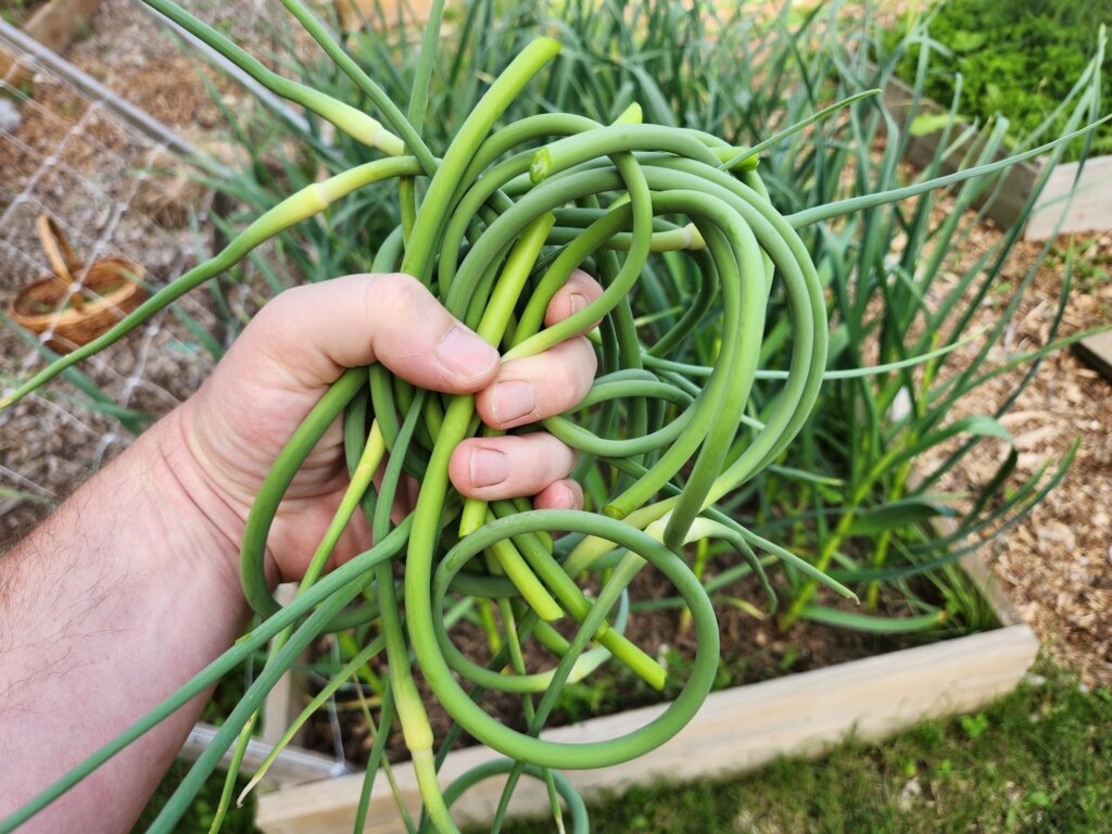 Freshly harvested garlic scapes held in a hand with hardneck garlic growing in a raised garden bed behind them