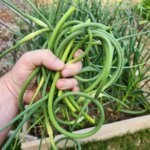 Freshly harvested garlic scapes held in a hand with hardneck garlic growing in a raised garden bed behind them