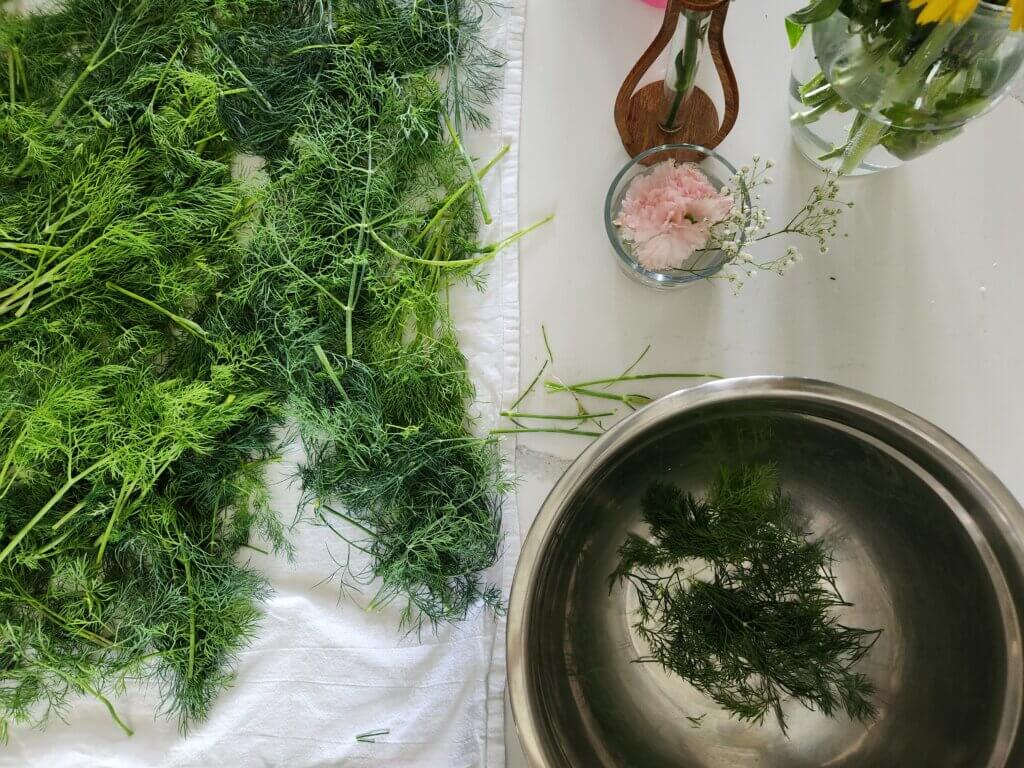 Freshly Washed then Dried Dill Ready for Dehydrator